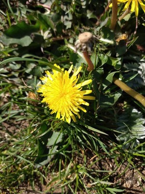 photo of Dandelion