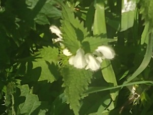 photo of White Dead Nettle