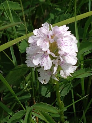 photo of Heath Spotted Orchid