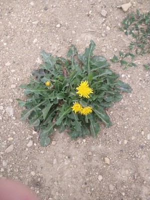photo of Dandelion