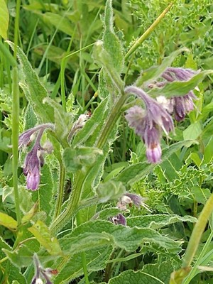photo of Common Comfrey