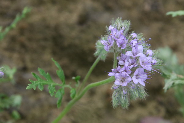 photo of Phacelia