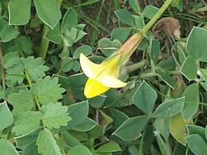 photo of Dragon's Teeth