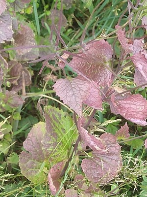 photo of Garlic Mustard