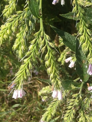 photo of Common Comfrey