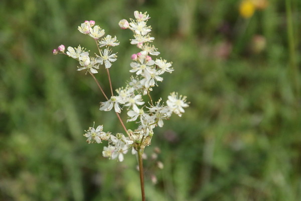 photo of Dropwort