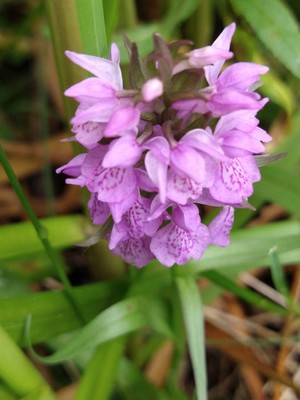 photo of Southern Marsh Orchid