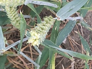 photo of Bread Wheat