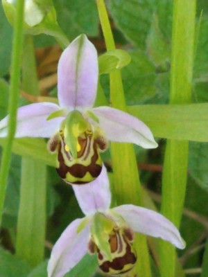 photo of Bee Orchid