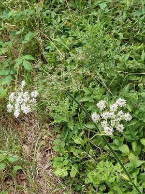 photo of Hogweed