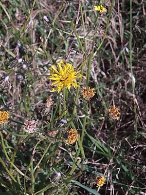 photo of Rough Hawk's Beard
