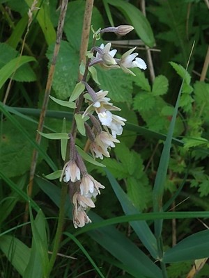 photo of Marsh Helleborine