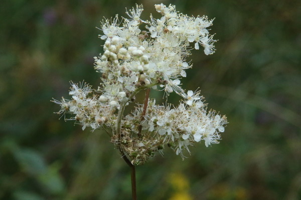 photo of Meadowsweet