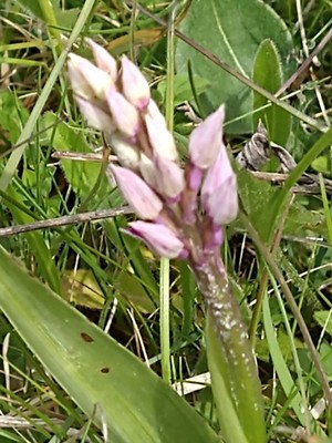 photo of Military Orchid