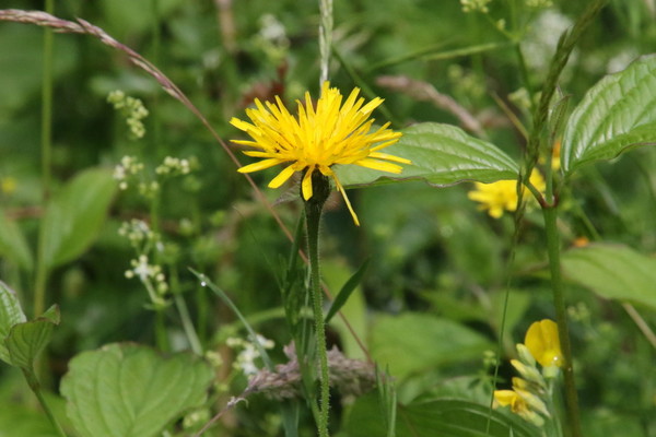 photo of Crepis pyrenaica