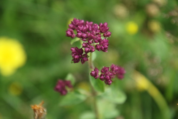 photo of Wild Marjoram