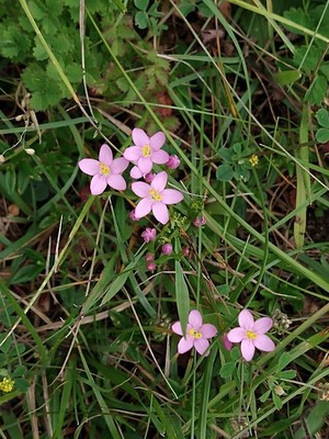 photo of Common Centaury