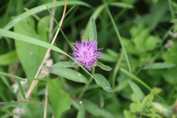 photo of Common Knapweed