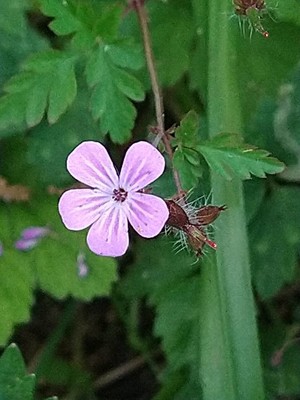 photo of Herb Robert