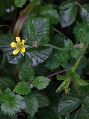 photo of Wood Avens