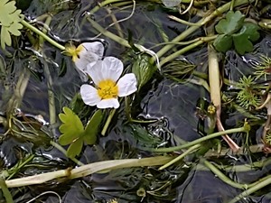 photo of River Water Crowfoot