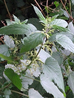 photo of Common Nettle