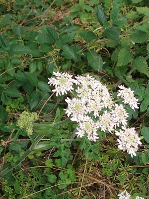 photo of Hogweed