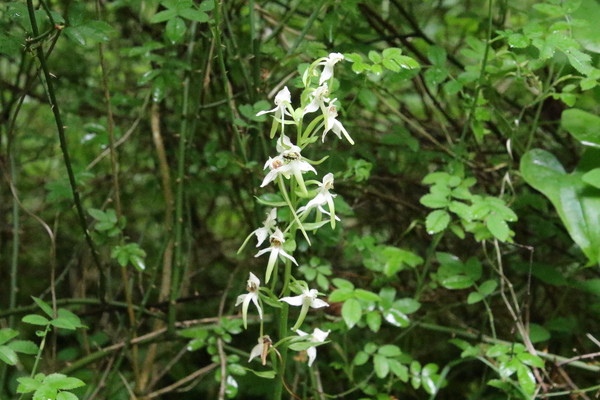 photo of Lesser Butterfly Orchid
