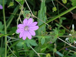 photo of Hedgerow Crane's Bill
