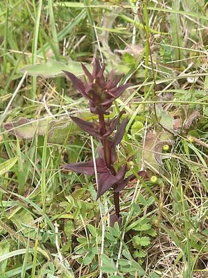 photo of Autumn Gentian
