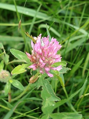 photo of Red Clover