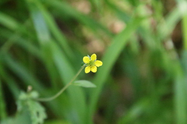 photo of Wood Avens