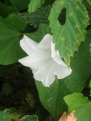 photo of Hedge Bindweed