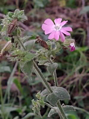 photo of Red Campion