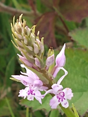 photo of Common Spotted Orchid