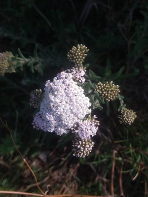 photo of Yarrow