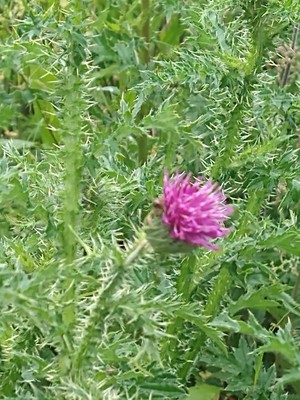 photo of Plumeless Thistle