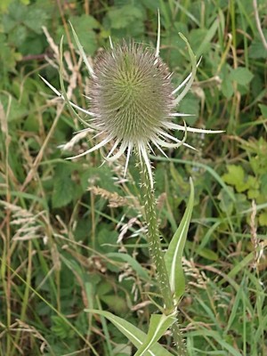 photo of Teasel