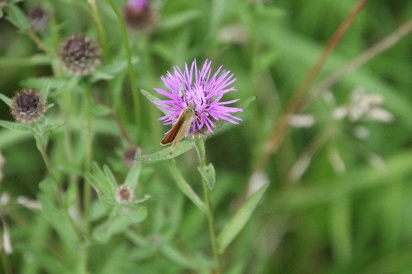 photo of Common Knapweed