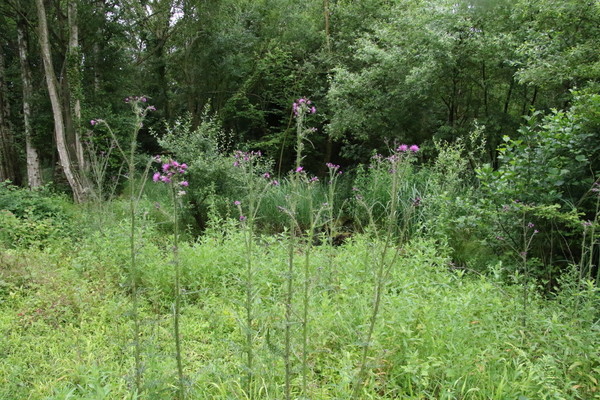 photo of Marsh Thistle