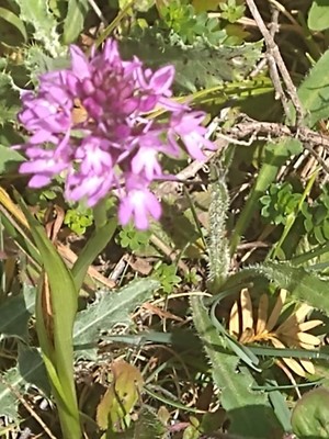 photo of Pyramidal Orchid
