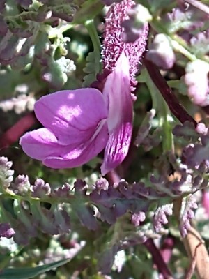 photo of Marsh Lousewort