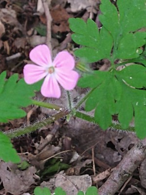 photo of Herb Robert
