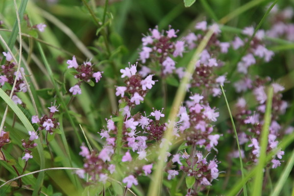 photo of Wild Thyme