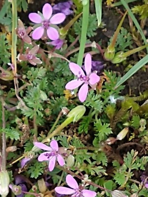 photo of Common Stork's Bill