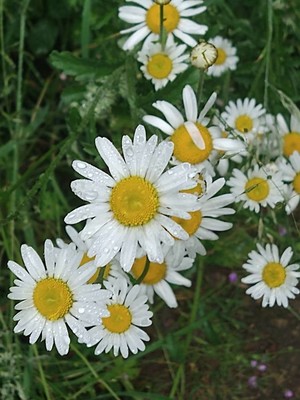 photo of Scented Mayweed