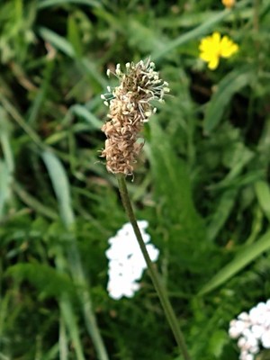 photo of Ribwort Plantain