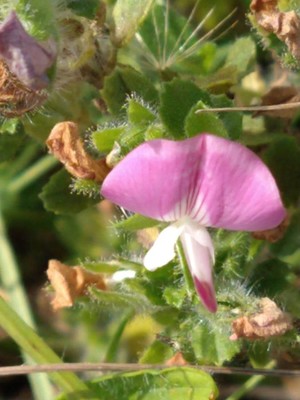 photo of Spiny Restharrow