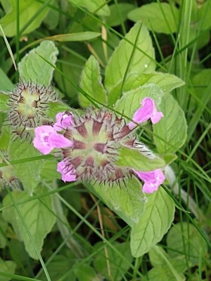 photo of Wild Basil