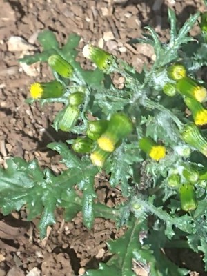photo of Groundsel